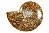 Polished Ammonite (Cleoniceras) Fossil - Madagascar #339243-1
